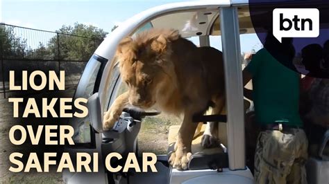 Lion Scares Tourists By Jumping Inside Safari Car Behind The News