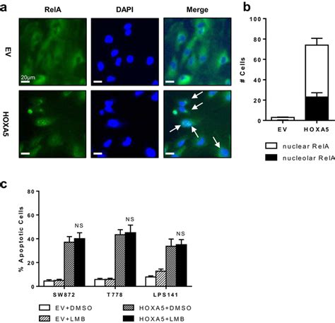 Effect Of Forced Expression Of Hoxa On Subcellular Distributions Of