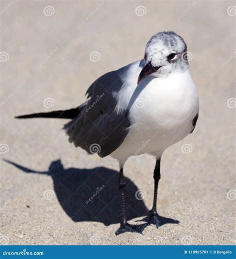 Laughing Gull Seagull In South Florida Miami Beach Stock Image Image