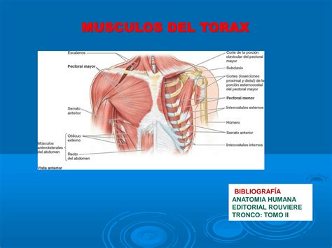 SISTEMA MUSCULAR ORIGEN Y INSERCIÓN Y ACCIÓN DE LOS MÚSCULOS CARA