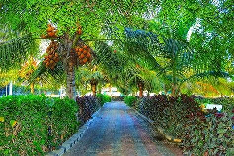 Peace Garden In Mogadishu Somalia Mogadishu Travel Dreams Trip