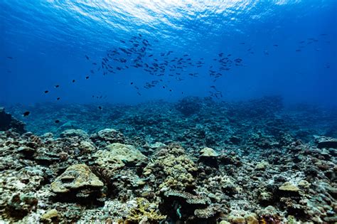 Pristine Coral Reef Breathtaking View In Fish Paradise Peleliu Island Palau Micronesia Stock ...