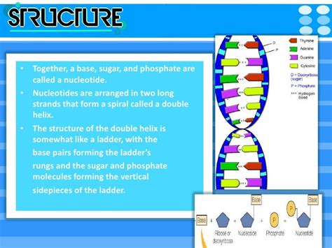 Dna structure and function