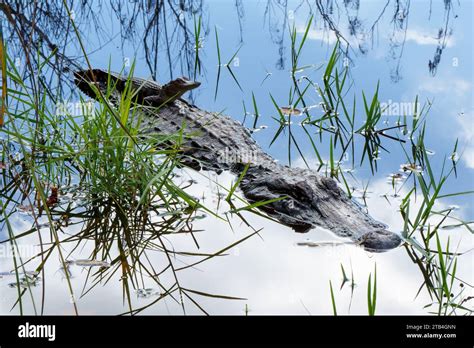 Lefty The Alligator In Gulf State Park In Alabama With One Of Her Baby