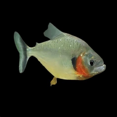 Yellow Tiger Piranha Serrasalmus Humeralis 10cm Sims Tropical Fish