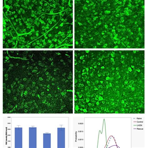 Wiltype Nd4 Prevent Rgc Loss In Lhon Mice A D Representative