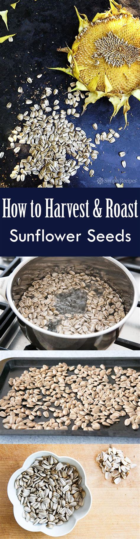 This Is The Only Way To Harvest And Roast Sunflower Seeds Recipe