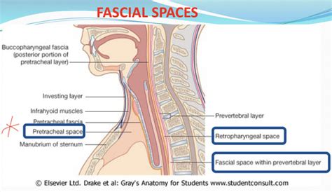 Kartlar: Fascial compartments L3/2 | Quizlet