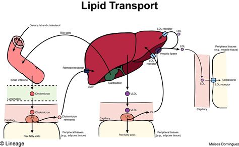 Apolipoproteins - Biochemistry - Medbullets Step 1