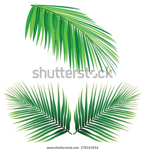 Coconut Leaf Vector Stock Vector Royalty Free 278165816