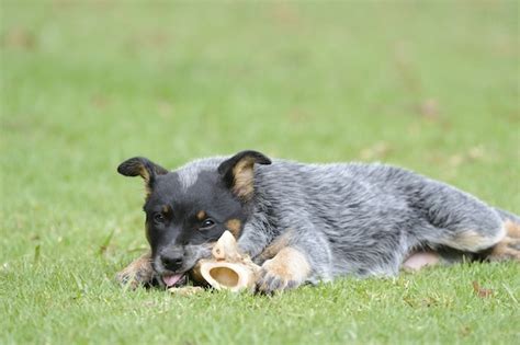 Facts on the Blue Heeler Dog Breed