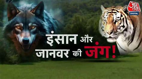 Vardaat Wolf In Bahraich Up