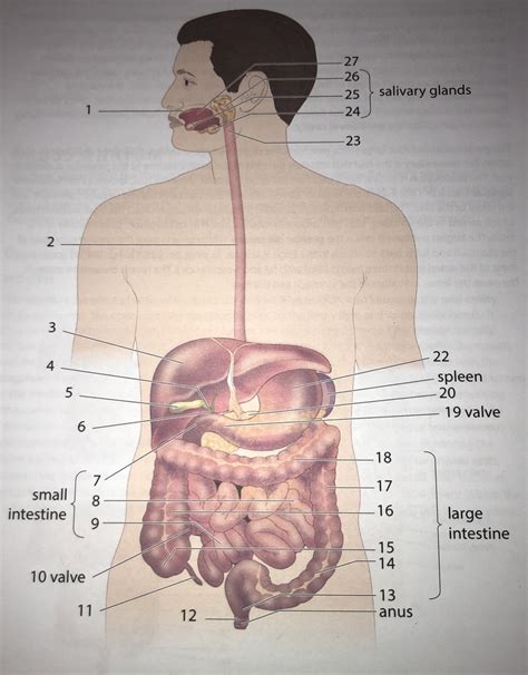 Lab Practical Image 20a The Digestive System Diagram Quizlet