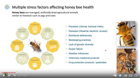 Let´s Go Molecular Bee Pollinator Toxicogenomics Meets Pesticide Risk