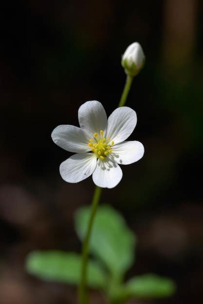 Una Flor Blanca Con Un Centro Amarillo Est En Medio De Un Fondo Oscuro