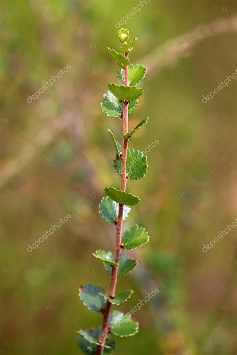 Reliquia De La Edad De Hielo Abedul Enano O Abedul Polar Betula Nana De