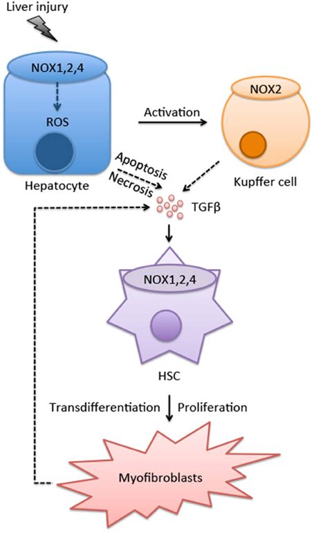 Frontiers The Role Of NADPH Oxidases NOXs In Liver Fibrosis And The