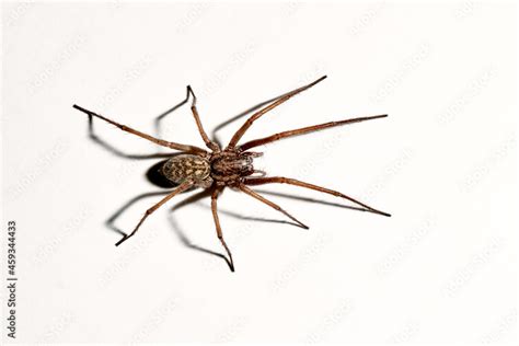 Foto De Predatory Spider Isolated On White Background Tegenaria Agrestis Large Representative