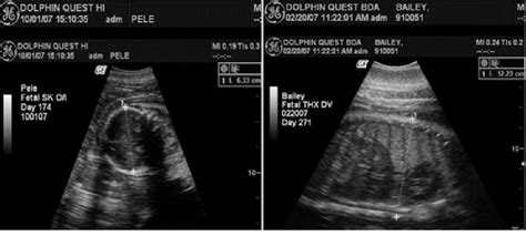 Pregnant Dolphin Ultrasound