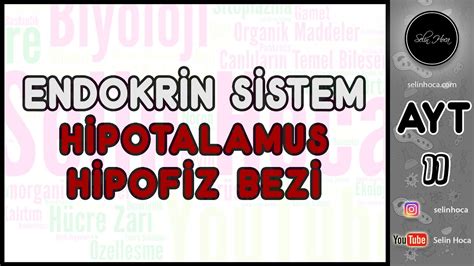 7 Endokrin Sistem Hipotalamus Hipofiz Bezi YouTube