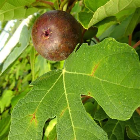 Figuier Rouge de Bordeaux Cultivez vos figues rouges et sucrées