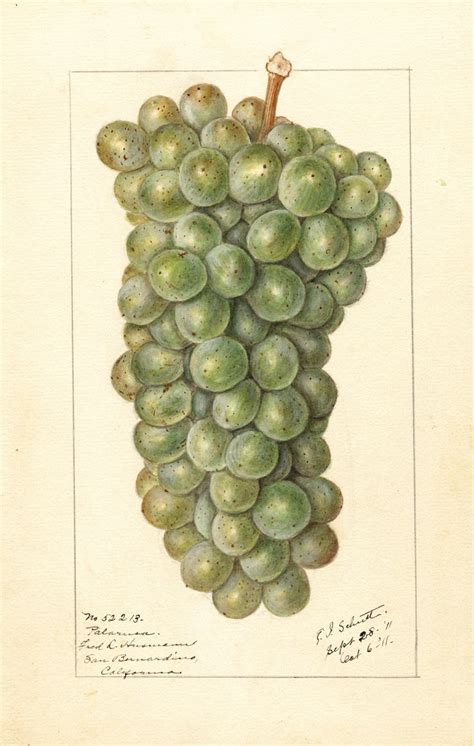 Vitis Palarusa By Ellen Isham Schutt Artvee