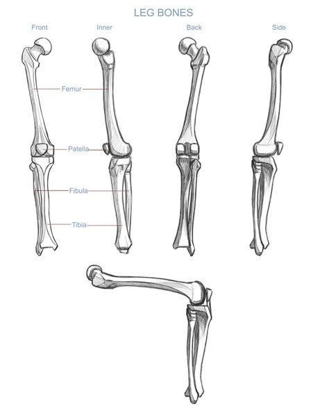 Leg Bones Anatomy Rlearnart