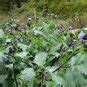 Shoo-Fly Plant Nicandra physalodes - 30 Seeds