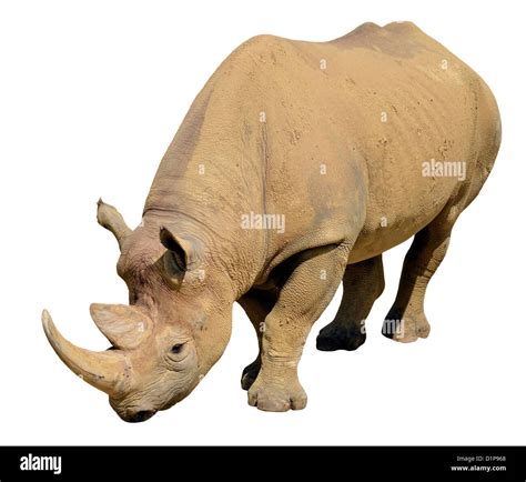 Rhinoceros Cut Horn Cut Out Stock Images And Pictures Alamy