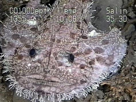 NOAA Ocean Explorer: Life on the Edge: Goosefish over Lophelia Coral Banks