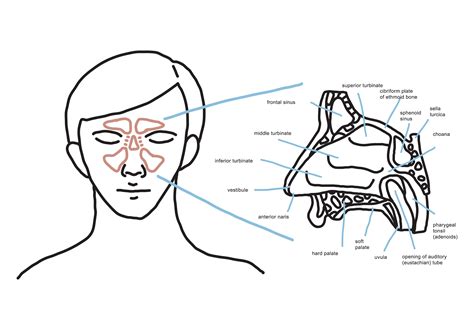 Nasal Anatomy 173457 Vector Art at Vecteezy