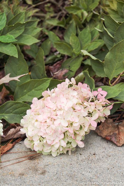 How To Dry Limelight Hydrangeas Southern Hospitality