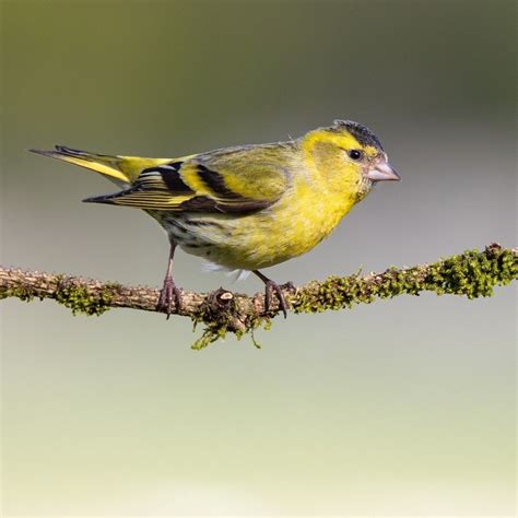 Very lucky to have siskins visiting the garden. These small finches ...