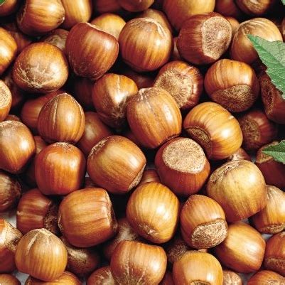 Buy Trees, Shrubs and Hemp Products Online For Less : American Hazelnut ...