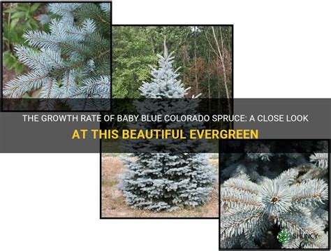 The Growth Rate Of Baby Blue Colorado Spruce A Close Look At This