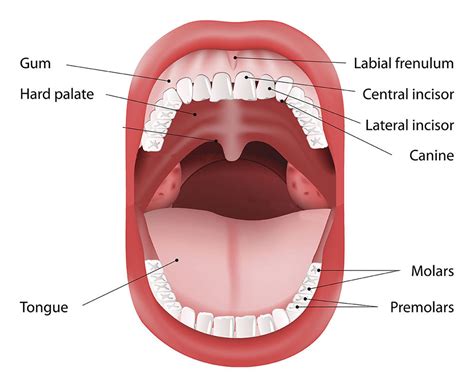 Best Oral Cancer Treatment In Mumbai India Oral Cancer Treatment