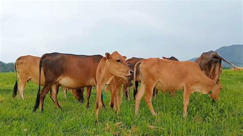 Kawanan Sapi Lembu Lucu Berkeliaran Mencari Makan Di Ladang Youtube