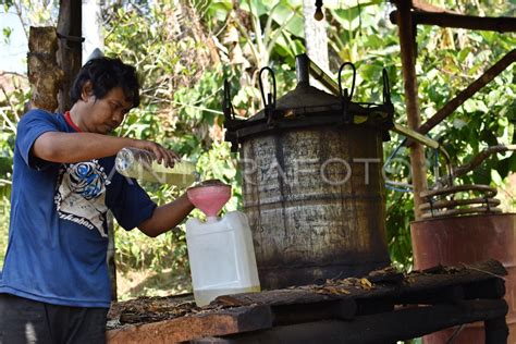 PENYULINGAN MINYAK CENGKEH ANTARA Foto