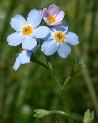 Myosotis scorpioides