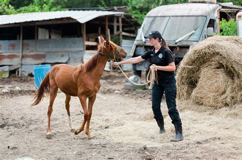 Eight Severely Neglected And Emaciated Horses Rescued In Sunnyside