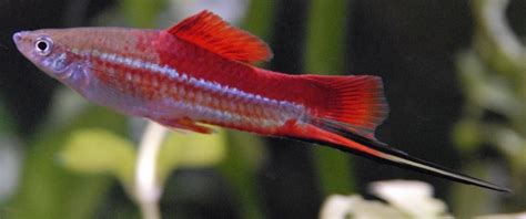 Hi Fin Lyretail Swordtail Xiphophorus Helleri Photos