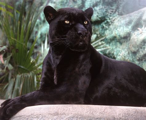 Black Jaguar Habitat