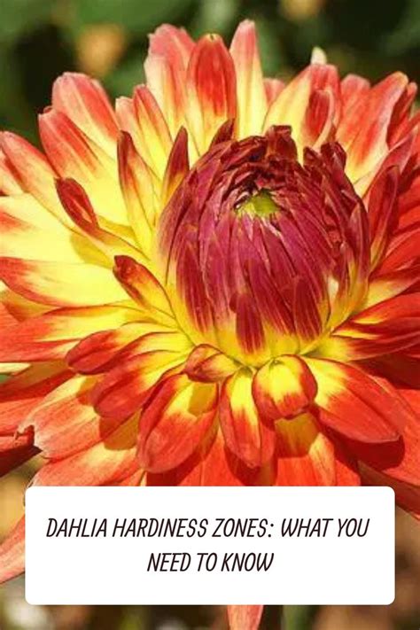 What Are Dahlia Hardiness Zones?