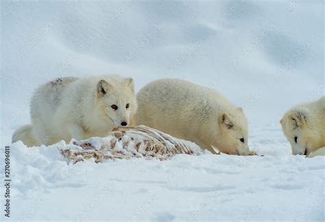 Arctic Foxes Stock Photo | Adobe Stock