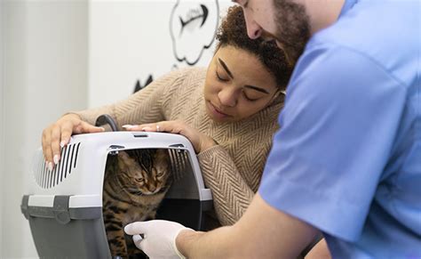 Saúde Do Gato Exame Veterinário Dicas Dos Animais