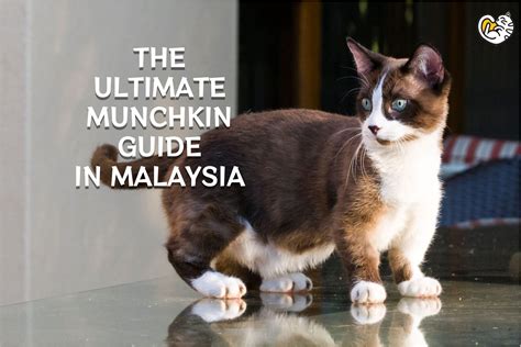 The Ultimate Munchkin Cat Guide In Malaysia