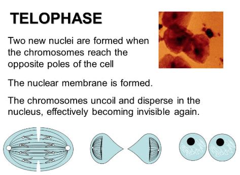 1 12 2 16 18 23 46 147 If The Cell Whose Nuclear Material Is