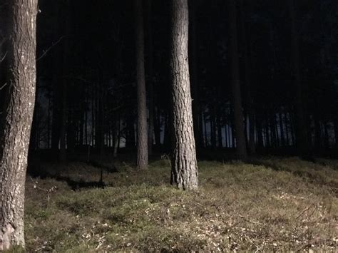 A dark scary forest... : r/pics