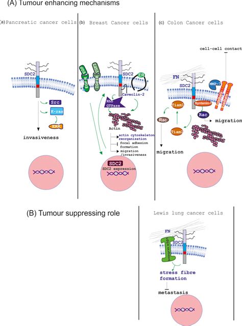 Emerging Roles Of Syndecan In Epithelial And Mesenchymal Cancer