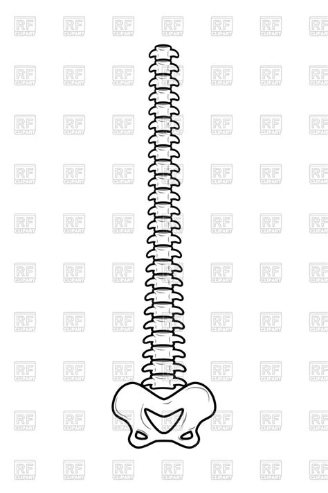 backbones clipart 10 free Cliparts | Download images on Clipground 2024